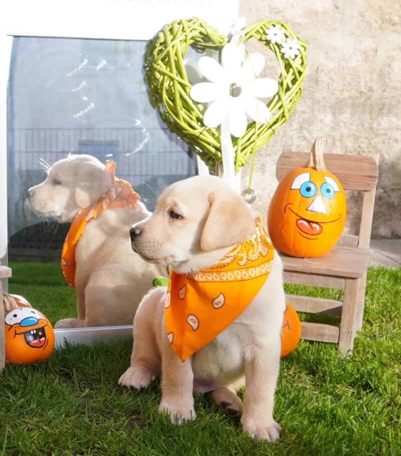 Weißer Labrador Welpen mit Spiegel