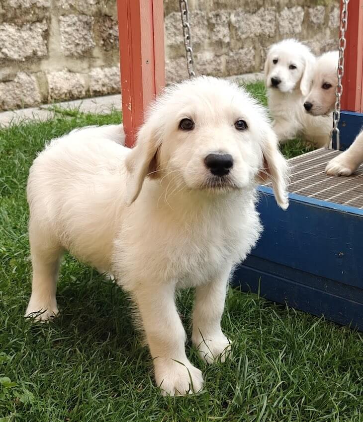 Labradoodle Welpen weiß