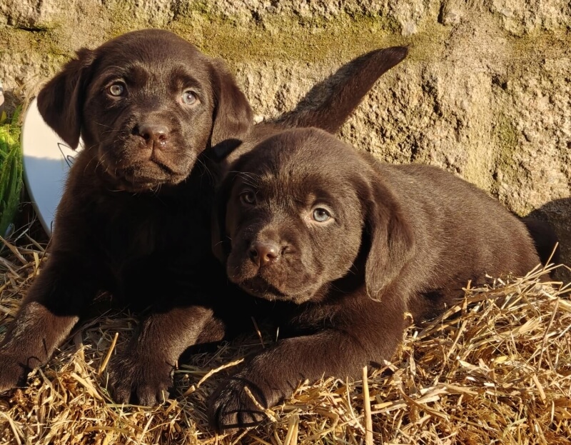 zwei braune Labrador Welpen