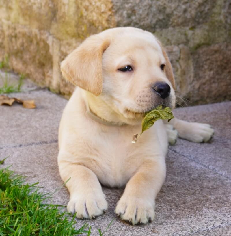 Labrador Welpe weiß